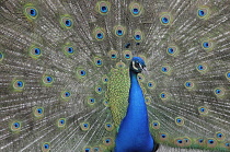 Italy, Lazio, Rome, Villa Borghese, Bioparco Zoo, peacock display.