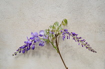 Italy, Lazio, Rome, Villa Borghese, Villa Giulia, gardens, wysteria plant.