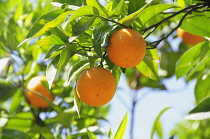 Italy, Lazio, Rome, Villa Borghese, Villa Giulia, orange tree in the gardens.