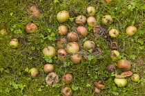 England, East Sussex, Mixture of Cox's Orange Pippin and Russet apples rotting on the ground.
