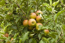 England, East Sussex, Cox's Orange Pippin apples growing on the tree.