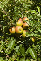 England, East Sussex, Cox's Orange Pippin apples growing on the tree.