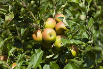 England, East Sussex, Cox's Orange Pippin apples growing on the tree.