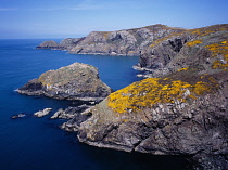 Wales, Pembrokeshire, Ynys Melyn, View along coast toward Pen Brush with flowering Gorse.