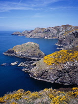 Wales, Pembrokeshire, Ynys Melyn, View along coast toward Pen Brush with flowering Gorse.