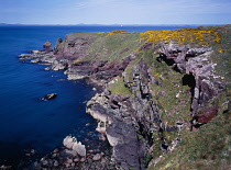 Wales, Pembrokeshire, St Brides Bay, View to Tower Point along coastal path with flowering Gorse.