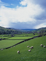 England, Yorkshire, Swaledale, View over sheep grazing on farmland with stone huts.