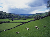 England, Yorkshire, Swaledale, View over sheep grazing on farmland with stone huts.