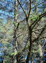 Scotland, Dumfries & Galloway, Galloway Forest Park, Larch trees  with dieback disease.