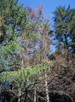 Scotland, Dumfries & Galloway, Galloway Forest Park, Larch trees  with dieback disease.