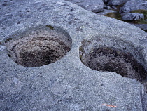 England, Cornwall, Bodmin Moor, Rough Tor, basin shaped holes in granite rock surface  cause by weathering by frost and wind erosion combined.