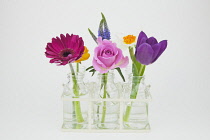 Studio shot of cut flowers in glass bottle.