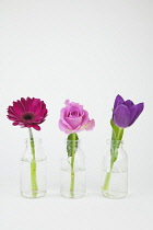 Studio shot of cut flowers in glass bottle.