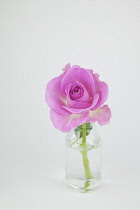 Studio shot of single cut pink rose in glass bottle.