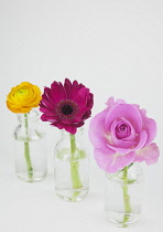 Studio shot of cut flowers in glass bottle.