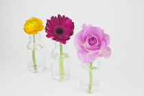 Studio shot of cut flowers in glass bottle.