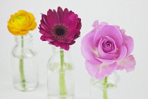 Studio shot of cut flowers in glass bottle.