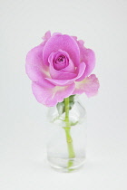 Studio shot of single cut pink rose in glass bottle.