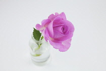 Studio shot of single cut pink rose in glass bottle.