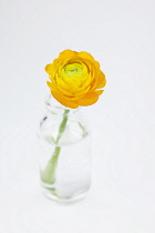 Studio shot of single cut yellow peony flower in glass bottle.