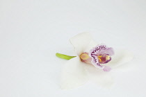 Studio shot of single cut Orchid flower.