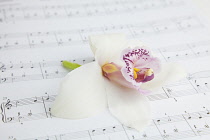 Studio shot of single cut Orchid flower on sheet music.