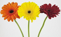 Studio shot of three Gerbera flowers.
