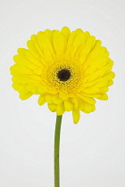 Studio shot of single yellow coloured Gerbera flower.