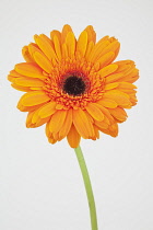Studio shot of single orange coloured Gerbera flower.