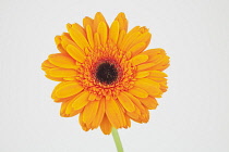 Studio shot of single orange coloured Gerbera flower.