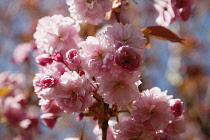 Pink Cherry Blossom flowers growing outdoor on the tree, Sussex, England.