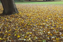 England, West Sussex, Chichester, Trees with yellow leaves in autumn.