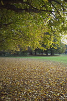 England, West Sussex, Chichester, Trees with yellow leaves in autumn.