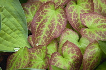 Water droplet on Hosta leaves.