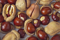 Studio shot of Horse chestnut conkers with their husks.