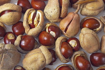 Studio shot of Horse chestnut conkers with their husks.