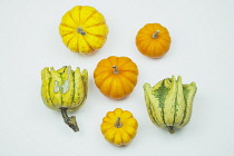 Studio shot of various pumpkins.