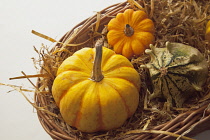 Studio shot of various pumpkins.