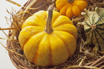 Studio shot of various pumpkins.