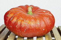 Studio shot of various pumpkins.