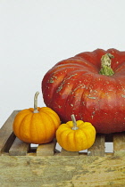 Studio shot of various pumpkins.