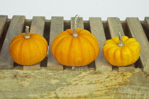 Studio shot of various pumpkins.