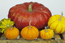 Studio shot of various pumpkins.