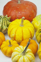 Studio shot of various pumpkins.
