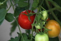 Studio shot of Tomatoes growing on the plant covered in water droplets.