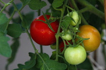 Studio shot of Tomatoes growing on the plant covered in water droplets.