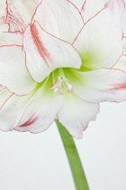 Studio shot of white lily flower with red fringed petals.