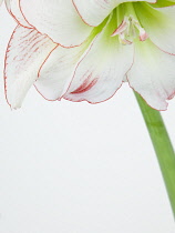 Studio shot of white lily flower with red fringed petals.