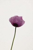 Studio shot of pink poppy with water droplets.