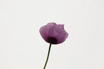 Studio shot of pink poppy with water droplets.